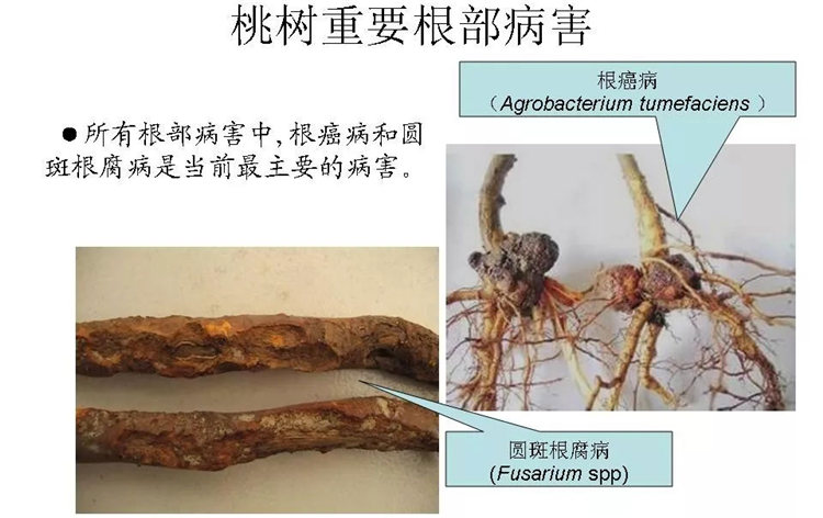 果树病害防治技术