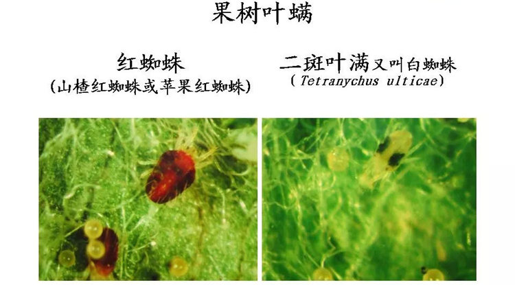 果树病害防治技术