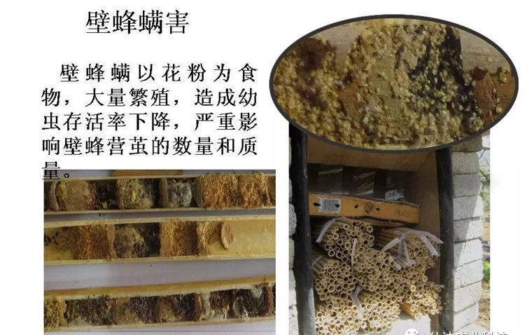 果树病害防治技术