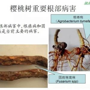 樱桃树重要根部病害与防治方法