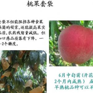 苹果、桃、樱桃主要病害防治技术