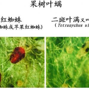 苹果、桃、樱桃主要病害防治技术